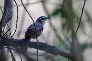 White-browed Scimitar Babbler (Pomatorhinus schisticeps)