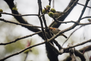 white-naped yuhina (Yuhina bakeri)