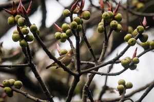 white-naped yuhina (Yuhina bakeri)01