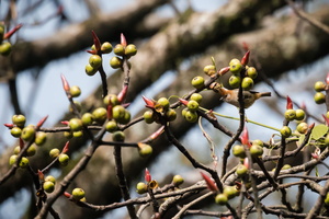 white-naped yuhina (Yuhina bakeri)02