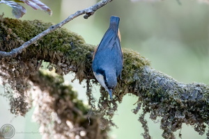 white-tailed nuthatch (Sitta himalayensis)