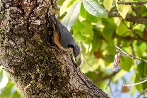 white-tailed nuthatch (Sitta himalayensis)01