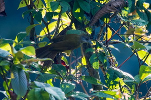 white-throated bulbul (Alophoixus flaveolus)