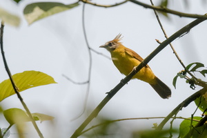 white-throated bulbul (Alophoixus flaveolus)01
