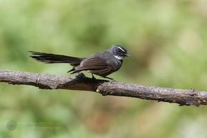 White-throated Fantail (Rhipidura albicollis)01