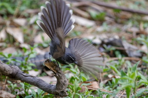 White-throated Fantail (Rhipidura albicollis)02