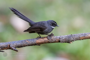 White-throated Fantail (Rhipidura albicollis)03