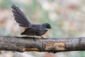 White-throated Fantail (Rhipidura albicollis)04