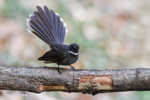 White-throated Fantail (Rhipidura albicollis)05