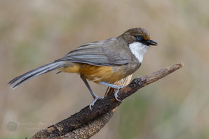 White-throated Laughingthrush (Garrulax albogularis) (1)