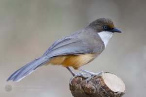 White-throated Laughingthrush (Garrulax albogularis) (2)