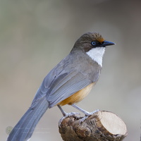 White-throated Laughingthrush (Garrulax albogularis) (3)