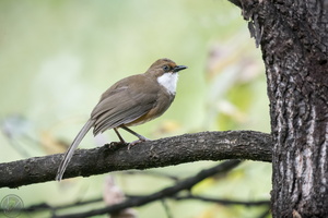 white-throated laughingthrush (Garrulax albogularis)
