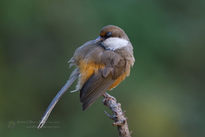 White-throated Laughingthrush (Garrulax albogularis)-01 (1)