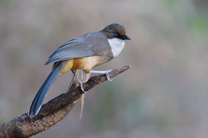 White-throated Laughingthrush (Garrulax albogularis)-01 (3)