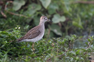 wood-sandpiper-(Tringa-glareola)