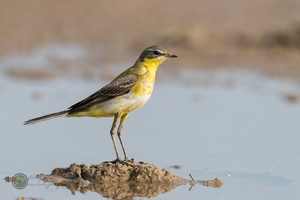 yellow wagtail (Motacilla flava)