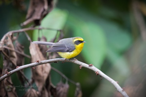 Yellow-bellied Fantail (Chelidorhynx hypoxanthus)