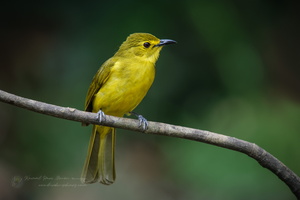 Yellow-browed Bulbul (Acritillas indica) (2)