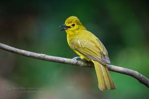 Yellow-browed Bulbul (Acritillas indica) (3)