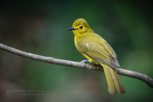 Yellow-browed Bulbul (Acritillas indica) (4)