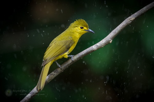 Yellow-browed Bulbul (Acritillas indica) (5)