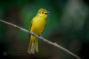Yellow-browed Bulbul (Acritillas indica) (6)