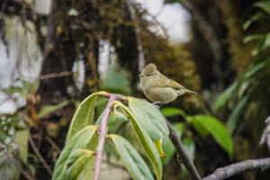 Yellow-browed Tit (Sylviparus modestus) (1)