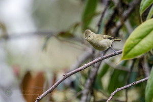 Yellow-browed Tit (Sylviparus modestus) (2)