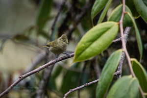 Yellow-browed Tit (Sylviparus modestus) (3)