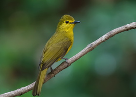 yellow-browed-bulbul-(Acritillas-indica)