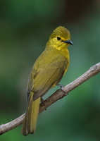 yellow-browed-bulbul-(Acritillas-indica)01