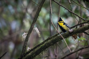 Yellow-cheeked tit (Machlolophus spilonotus)