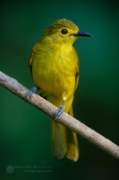 Yellow-throated Bulbul (Pycnonotus xantholaemus)