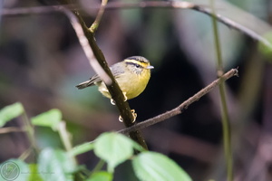 yellow-throated fulvetta (Alcippe cinerea)