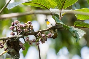 Yellow-vented Flowerpecker (Dicaeum chrysorrheum)