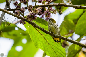 Yellow-vented Flowerpecker (Dicaeum chrysorrheum)01