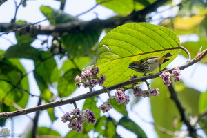 Yellow-vented Flowerpecker (Dicaeum chrysorrheum)03