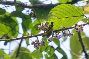 Yellow-vented Flowerpecker (Dicaeum chrysorrheum)04
