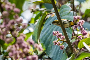 Yellow-vented Flowerpecker (Dicaeum chrysorrheum)05