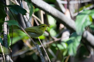 yellow-vented warbler (Phylloscopus cantator)