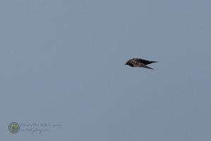 Alpine Swift (Tachymarptis melba)