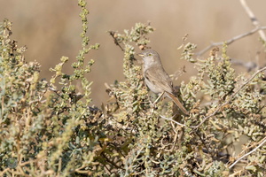 Asian desert warbler (Sylvia nana)