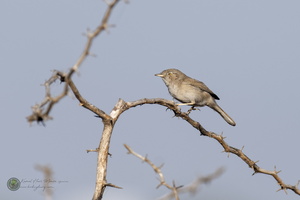 Asian desert warbler (Sylvia nana)01