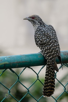 Asian Koel (Eudynamys scolopaceus)01