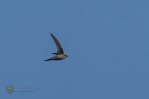 Asian Palm-swift (Cypsiurus balasiensis)