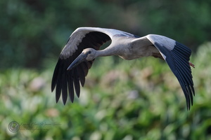 Asian openbill stork (Anastomus oscitans)