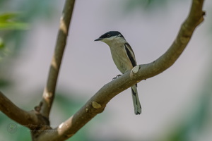 Bar-winged Flycatcher-shrike (Hemipus picatus) (2)