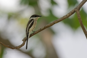 Bar-winged Flycatcher-shrike (Hemipus picatus) (1)