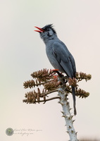 Black Bulbul (Hypsipetes leucocephalus)01